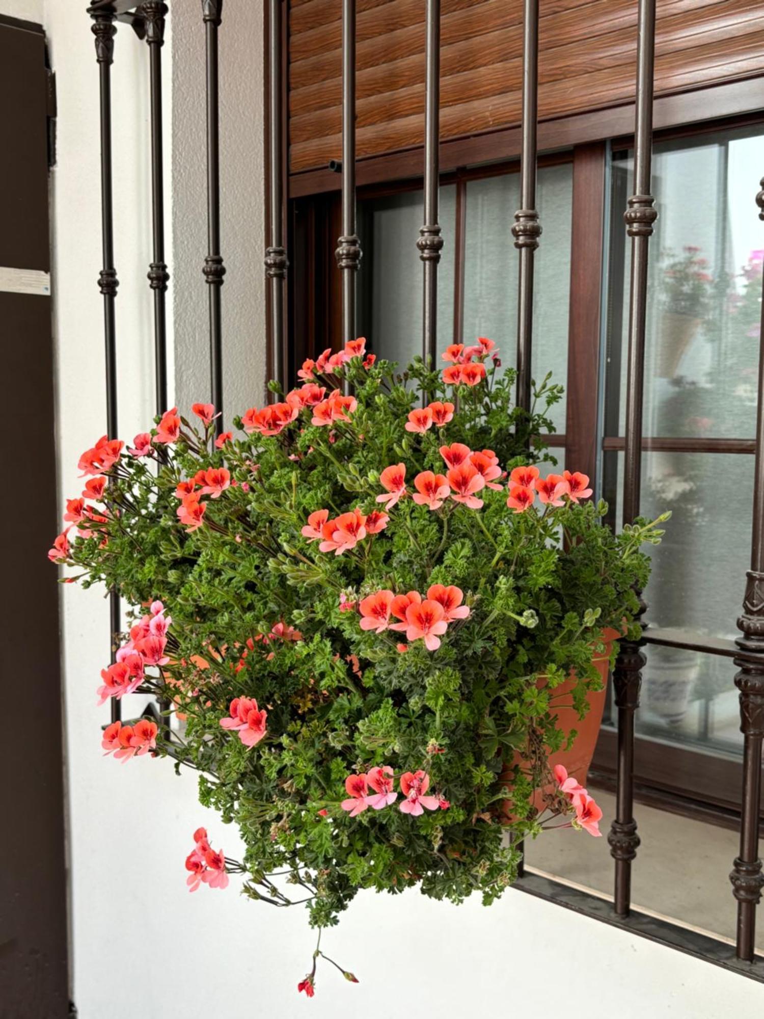 Flores De Mayo En Centro コルドバ エクステリア 写真